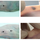In the top row, hypercalcemic mice display the “tattoo.” In the bottom row, mice without the condition do not.